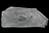Elrathia Trilobite Fossil - Utah #97183-1